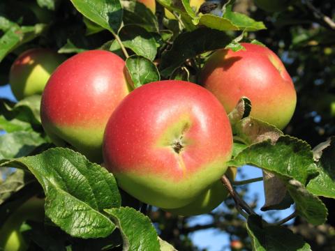 Äpfel am Baum, rot-grün, im Sonnenschein